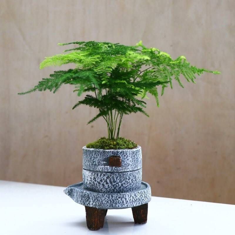 文竹盆栽绿植室内土水培植物云竹盆景带盆花卉客厅四季常青文