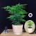 文竹盆栽绿植室内土水培植物云竹盆景带盆花卉客厅四季常青文