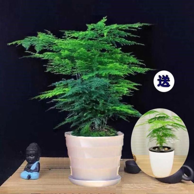 文竹盆栽绿植室内土水培植物云竹盆景带盆花卉客厅四季常青文