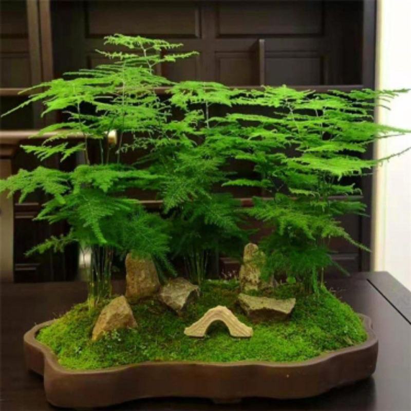 文竹盆栽绿植室内土水培植物云竹盆景带盆花卉客厅四季常青文