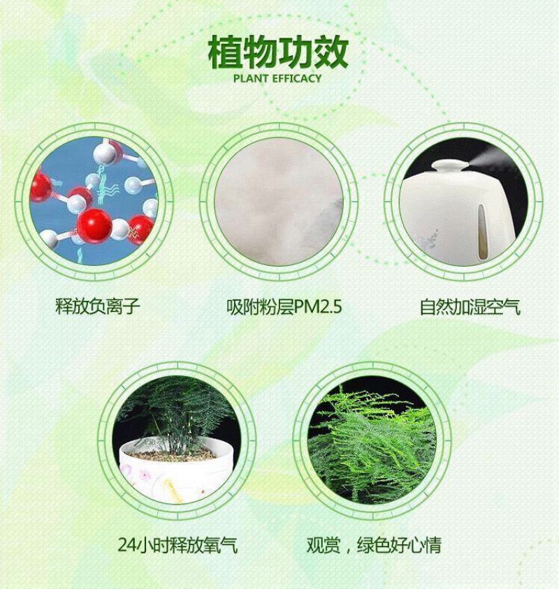 文竹盆栽绿植室内土水培植物云竹盆景带盆花卉客厅四季常青文