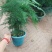 文竹盆栽绿植室内土水培植物云竹盆景带盆花卉客厅四季常青文