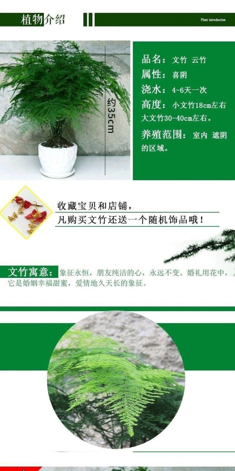 文竹盆栽绿植室内土水培植物云竹盆景带盆花卉客厅四季常青文