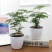 文竹盆栽绿植室内土水培植物云竹盆景带盆花卉客厅四季常青文