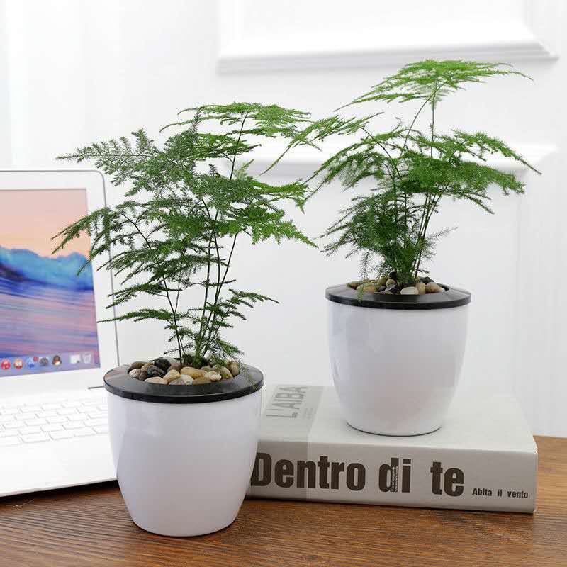 文竹盆栽绿植室内土水培植物云竹盆景带盆花卉客厅四季常青文