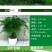 文竹盆栽绿植室内土水培植物云竹盆景带盆花卉客厅四季常青文
