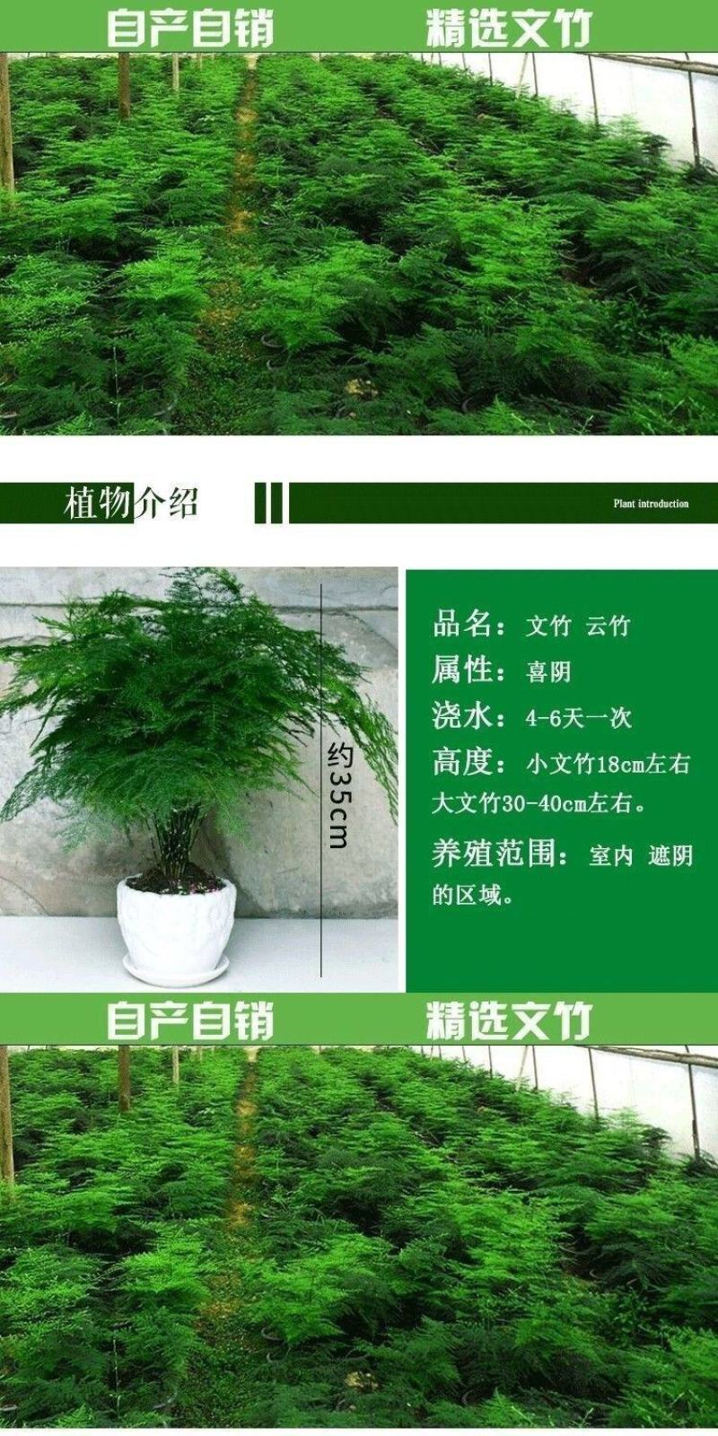 文竹盆栽绿植室内土水培植物云竹盆景带盆花卉客厅四季常青文