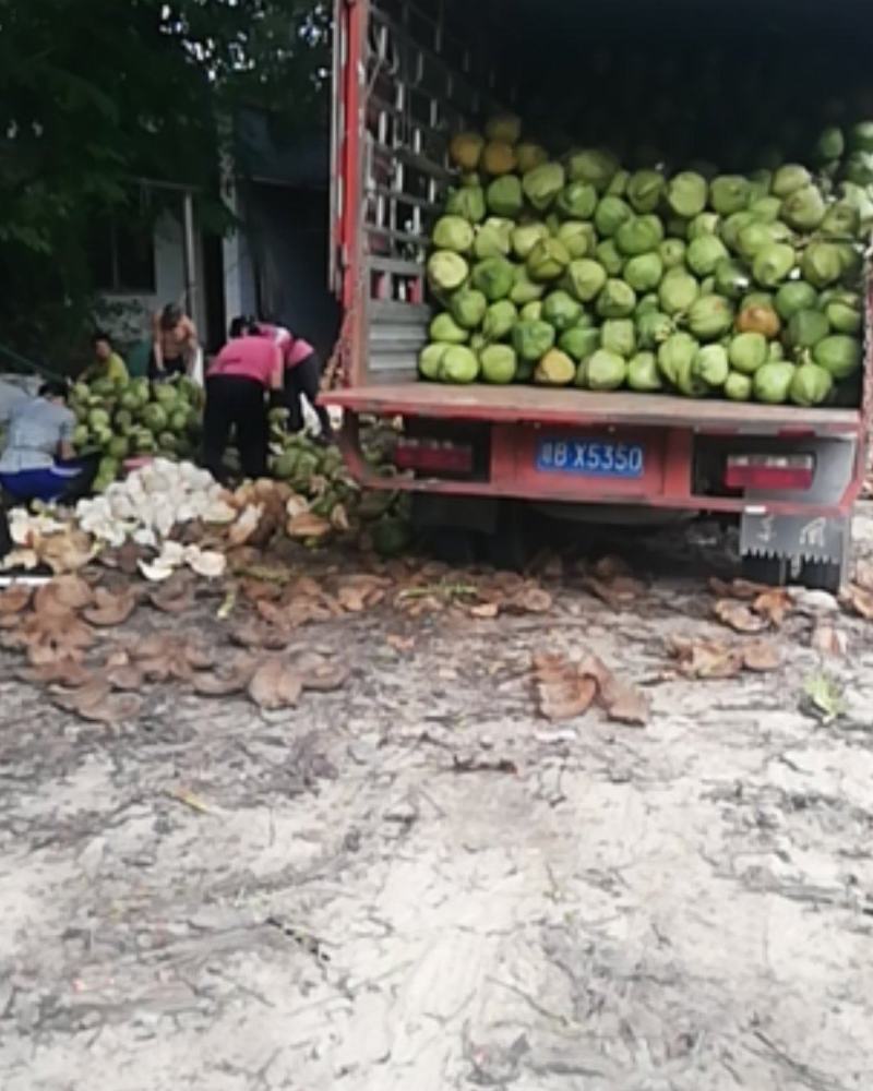 海南椰子青，椰白，椰皇，大量批发