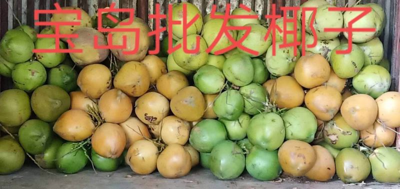 海南椰子青，椰白，椰皇，大量批发