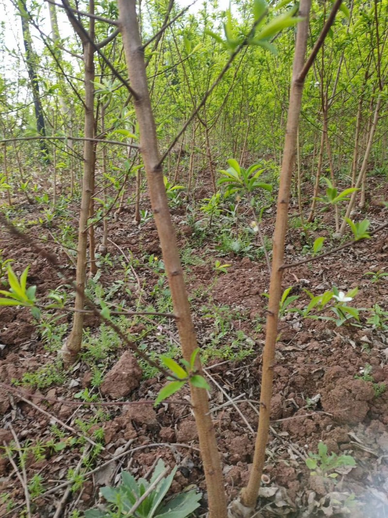 五月脆苗50~100cm基地批发保湿发货大小规格齐全
