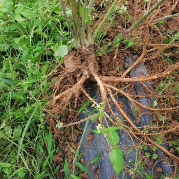 山豆根根茎出售，需要的老板速联系我