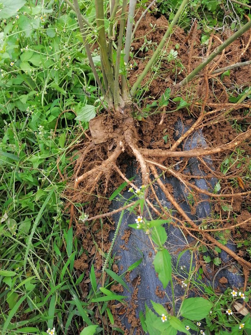 山豆根根茎出售，需要的老板速联系我