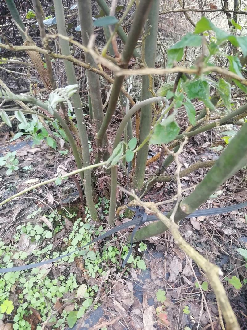 山豆根根茎出售，需要的老板速联系我