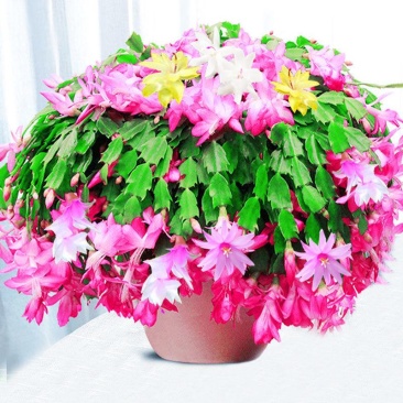 蟹爪兰,荷兰红花苗花卉盆栽多肉植物绿植蟹爪莲花卉