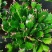 蟹爪兰,荷兰红花苗花卉盆栽多肉植物绿植蟹爪莲花卉
