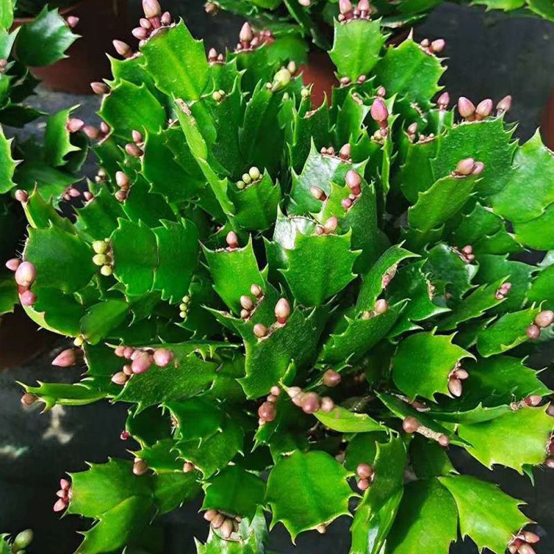 蟹爪兰，荷兰红花苗花卉盆栽多肉植物绿植蟹爪莲花卉