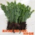 蟹爪兰,荷兰红花苗花卉盆栽多肉植物绿植蟹爪莲花卉