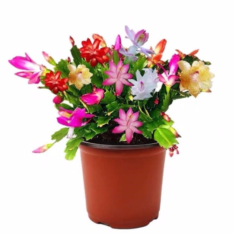 蟹爪兰，荷兰红花苗花卉盆栽多肉植物绿植蟹爪莲花卉