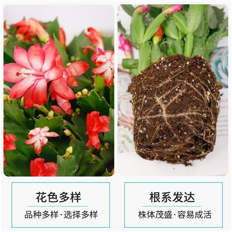 蟹爪兰，荷兰红花苗花卉盆栽多肉植物绿植蟹爪莲花卉