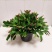 蟹爪兰,荷兰红花苗花卉盆栽多肉植物绿植蟹爪莲花卉