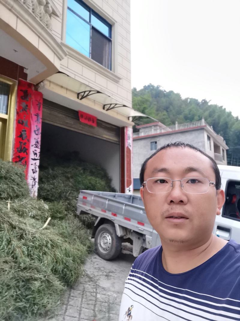新鲜竹枝，竹扫把苗子