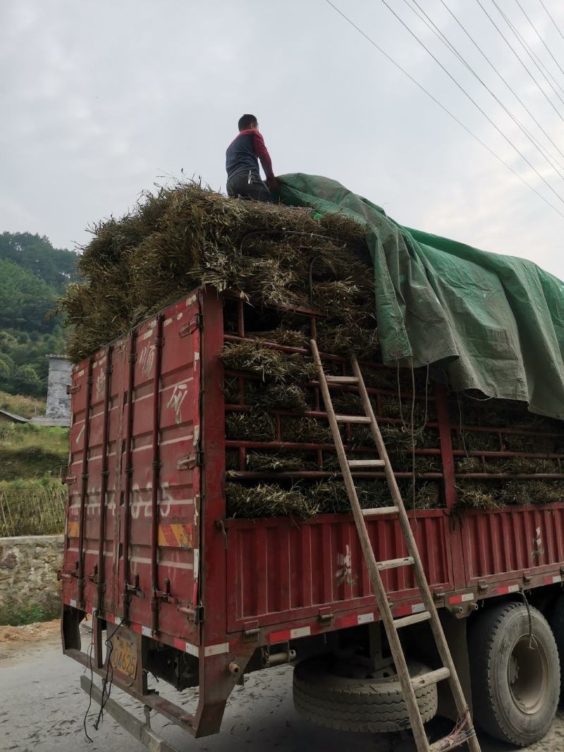 新鲜竹枝，竹扫把苗子