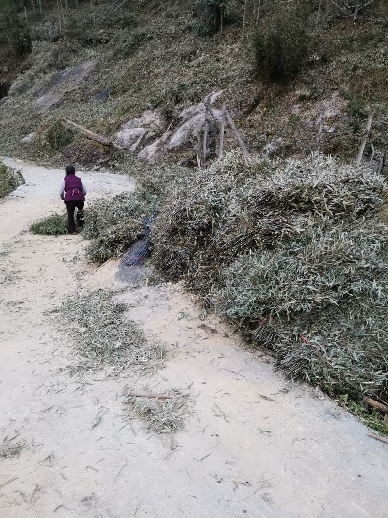 新鲜竹枝，竹扫把苗子