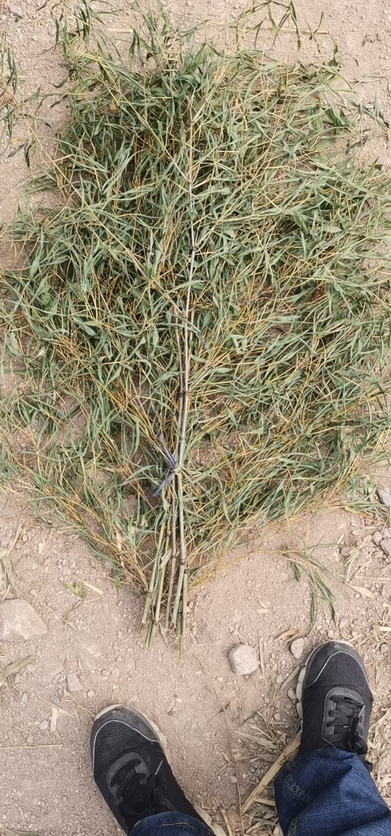 新鲜竹枝，竹扫把苗子