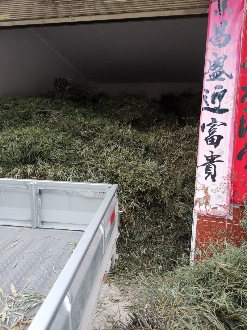 新鲜竹枝，竹扫把苗子