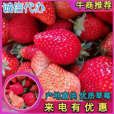 奶油草莓宁玉草莓妙香草莓,产地货源。对接全国客商