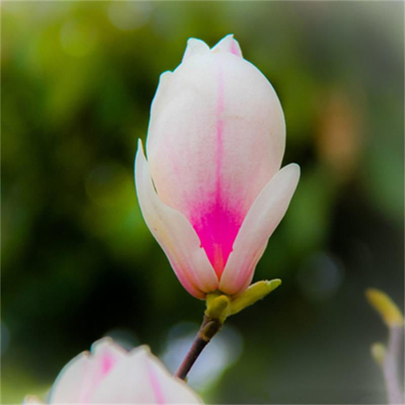 玉兰花苗嫁接白玉兰红玉兰紫玉兰树苗南北方种植盆栽庭院开花