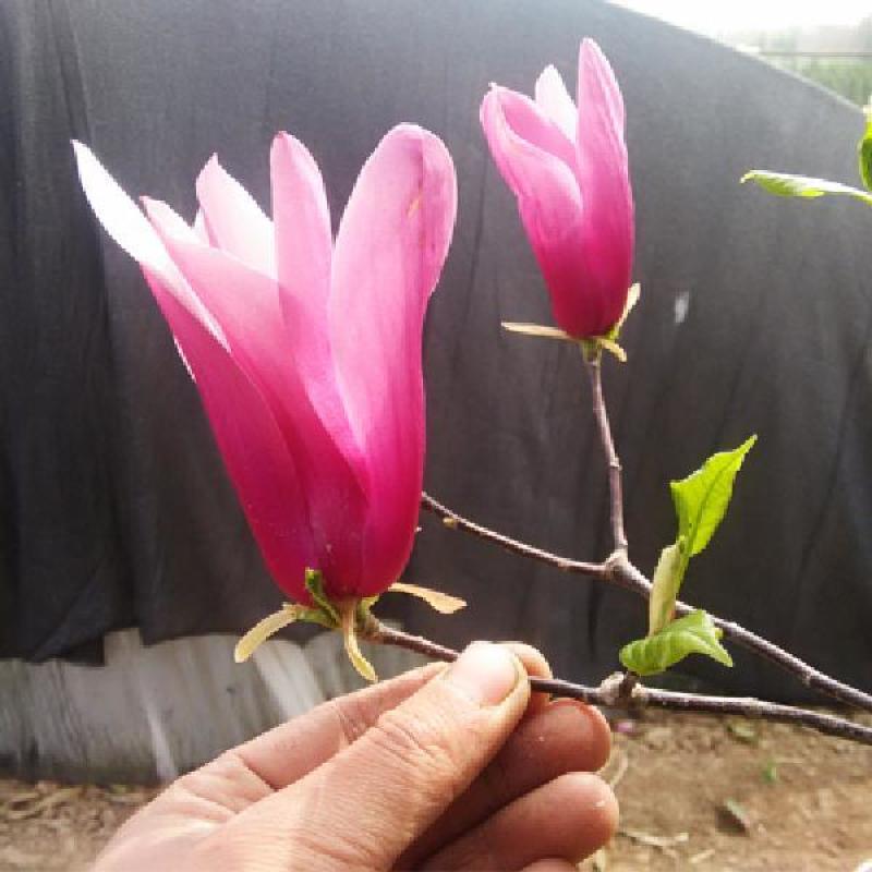 玉兰花苗嫁接白玉兰红玉兰紫玉兰树苗南北方种植盆栽庭院开花