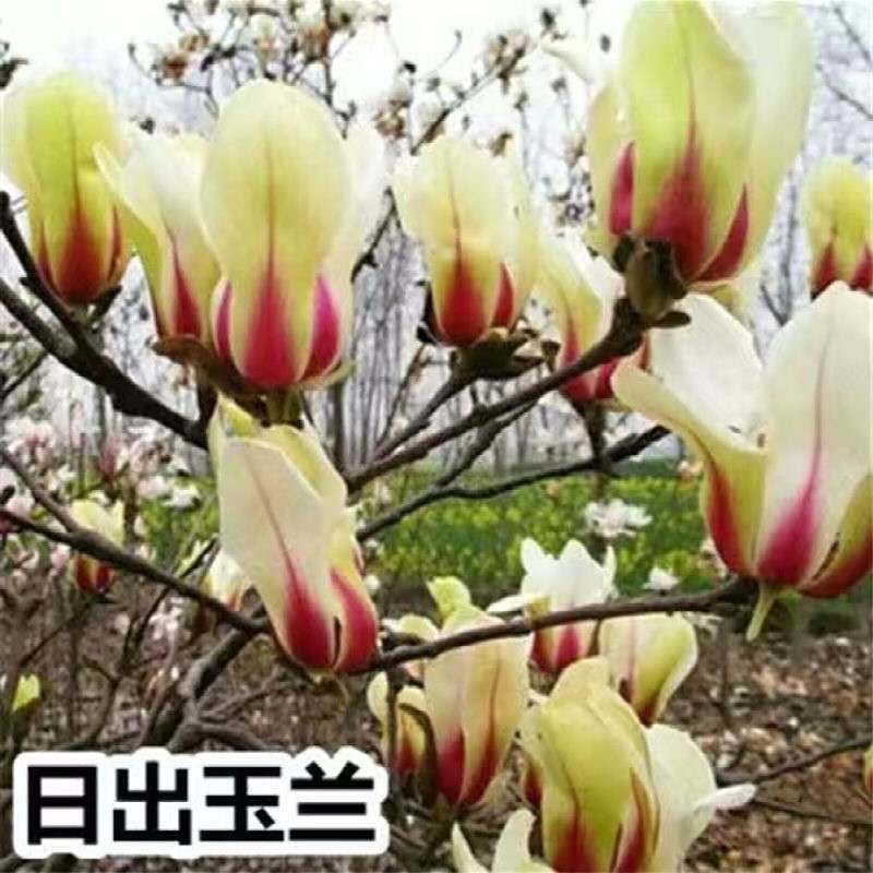 玉兰花苗嫁接白玉兰红玉兰紫玉兰树苗南北方种植盆栽庭院开花