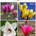 玉兰花苗嫁接白玉兰红玉兰紫玉兰树苗南北方种植盆栽庭院开花