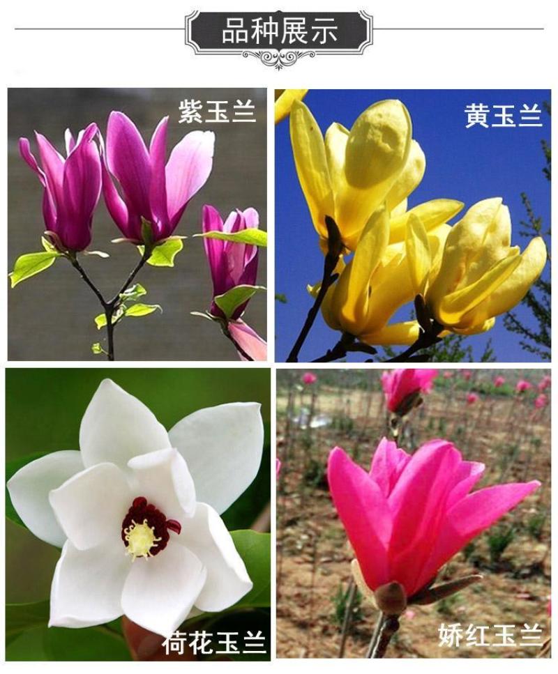 玉兰花苗嫁接白玉兰红玉兰紫玉兰树苗南北方种植盆栽庭院开花