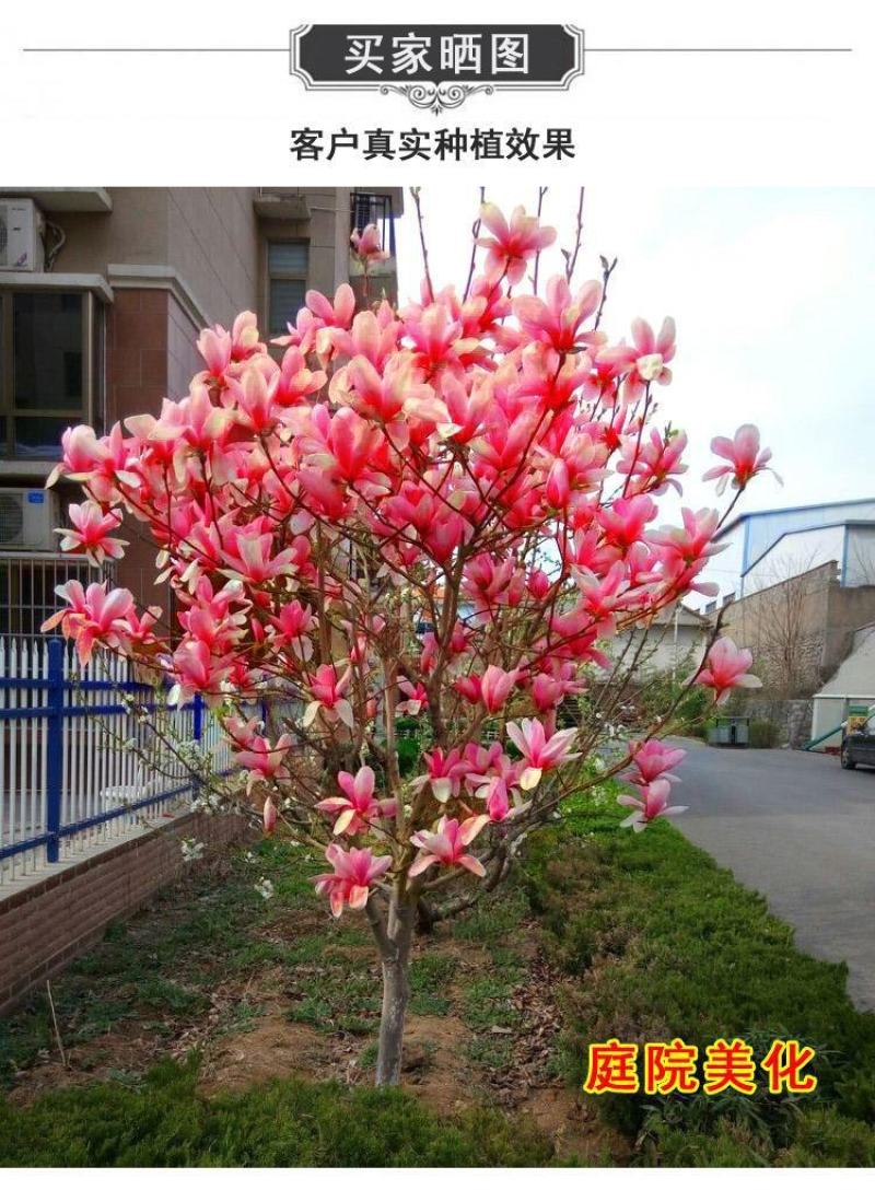 玉兰花苗嫁接白玉兰红玉兰紫玉兰树苗南北方种植盆栽庭院开花