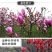 玉兰花苗嫁接白玉兰红玉兰紫玉兰树苗南北方种植盆栽庭院开花