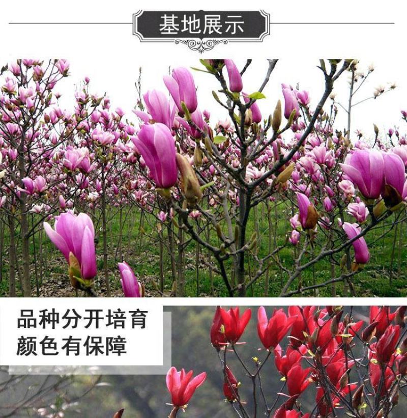 玉兰花苗嫁接白玉兰红玉兰紫玉兰树苗南北方种植盆栽庭院开花