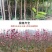 玉兰花苗嫁接白玉兰红玉兰紫玉兰树苗南北方种植盆栽庭院开花