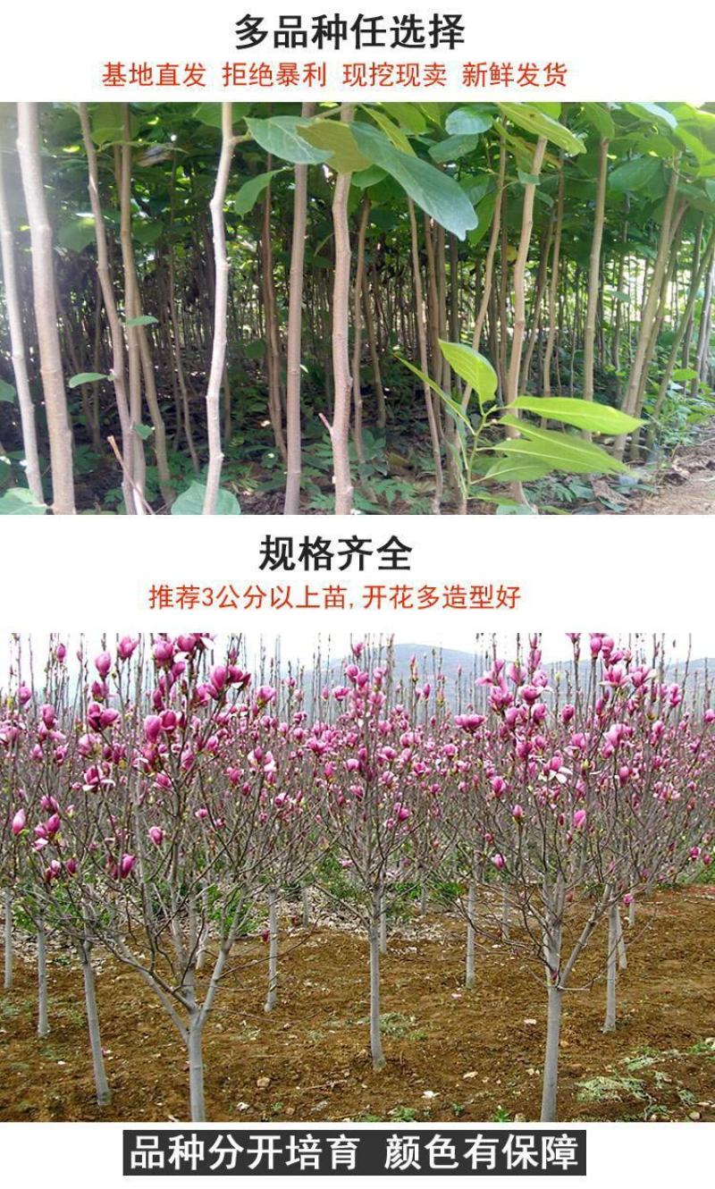玉兰花苗嫁接白玉兰红玉兰紫玉兰树苗南北方种植盆栽庭院开花