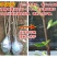 玉兰花苗嫁接白玉兰红玉兰紫玉兰树苗南北方种植盆栽庭院开花