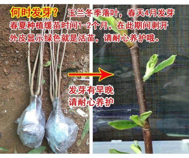 玉兰花苗嫁接白玉兰红玉兰紫玉兰树苗南北方种植盆栽庭院开花