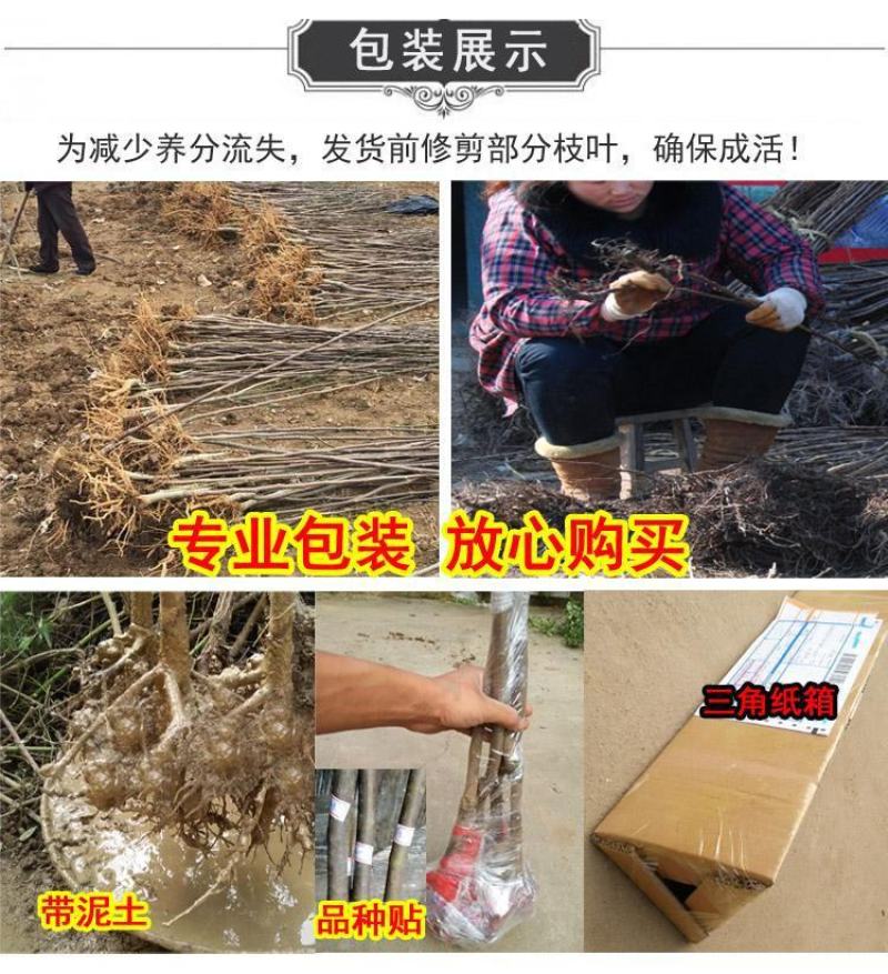 玉兰花苗嫁接白玉兰红玉兰紫玉兰树苗南北方种植盆栽庭院开花