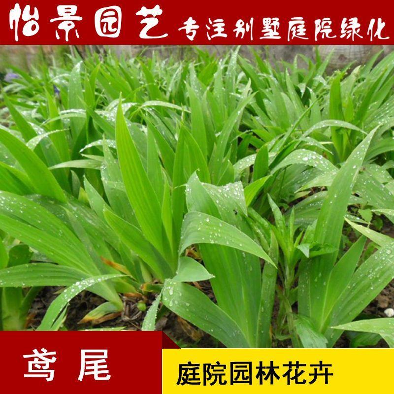 鸢尾花蓝花鸢尾苗水生鸢尾庭院绿化花卉园林绿化工程苗