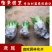 鸢尾花蓝花鸢尾苗水生鸢尾庭院绿化花卉园林绿化工程苗