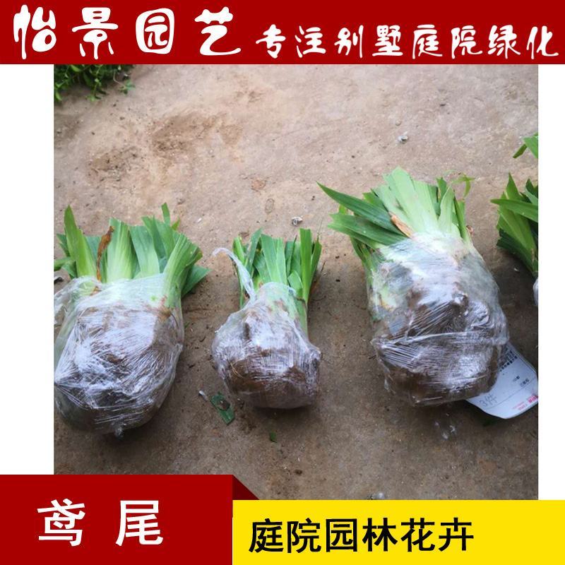 鸢尾花蓝花鸢尾苗水生鸢尾庭院绿化花卉园林绿化工程苗