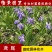 鸢尾花蓝花鸢尾苗水生鸢尾庭院绿化花卉园林绿化工程苗