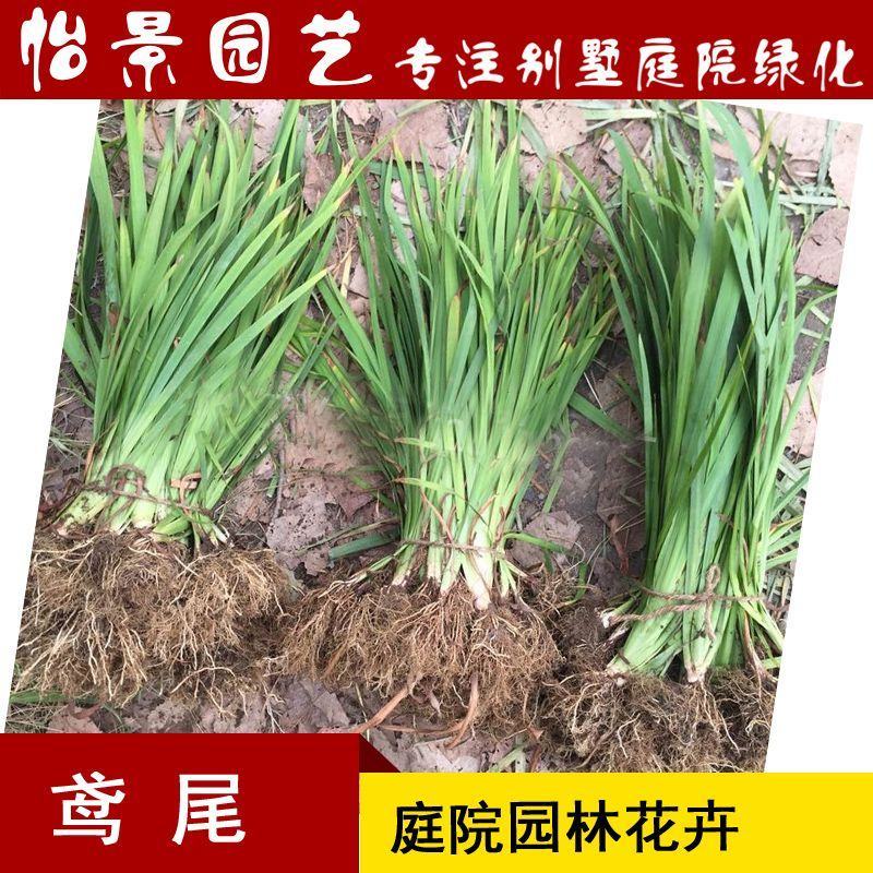 鸢尾花蓝花鸢尾苗水生鸢尾庭院绿化花卉园林绿化工程苗