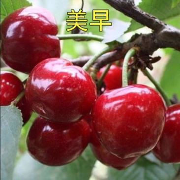 樱桃树苗车厘子树苗嫁接大美早樱桃苗盆栽地栽当年结果南北方