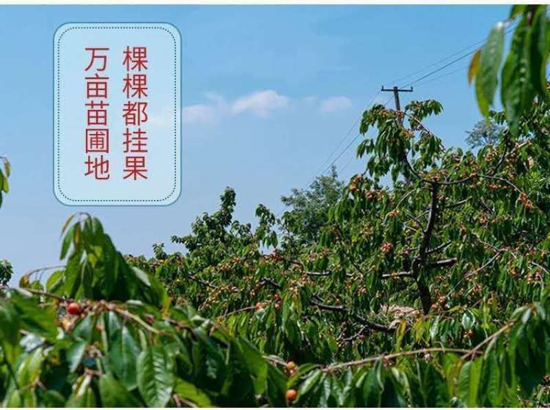 樱桃树苗车厘子树苗嫁接大美早樱桃苗盆栽地栽当年结果南北方